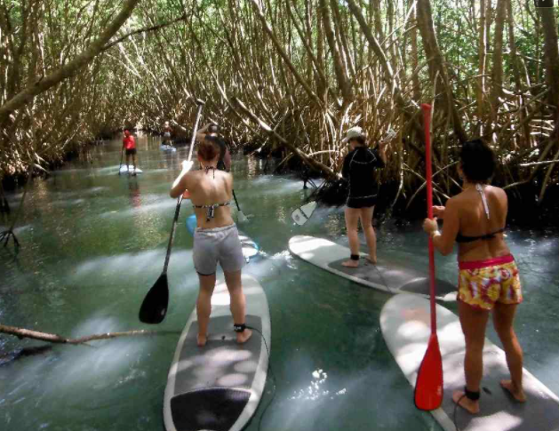Activité Sup In' Gwada offer 2h session " Sea and Mangrove " discovery image