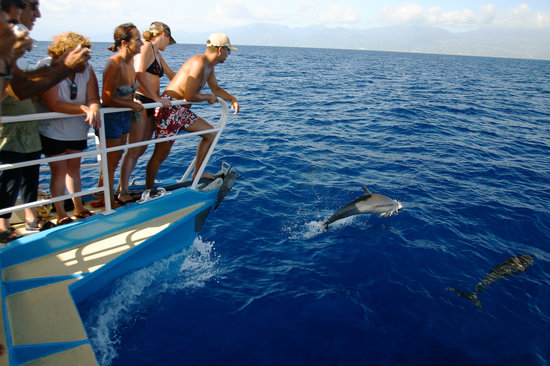 Activité AVENTURES MARINES offer Cetacean watching by boat - Half-day child pass image