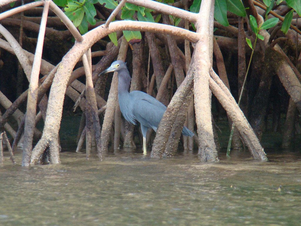 Activité RANDO PASSION offer La mangrove en kayak image