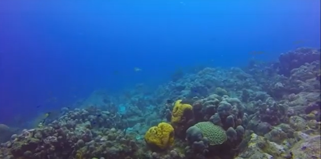 Ti-yot - Patou Excursions Offer Réserve Cousteau