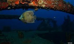 Activité ALIZEE PLONGEE offer Alizée Plongée - Wreck excursion diving image