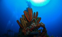 Activité ALIZEE PLONGEE offer Alizée Plongée - Diving Excursion image