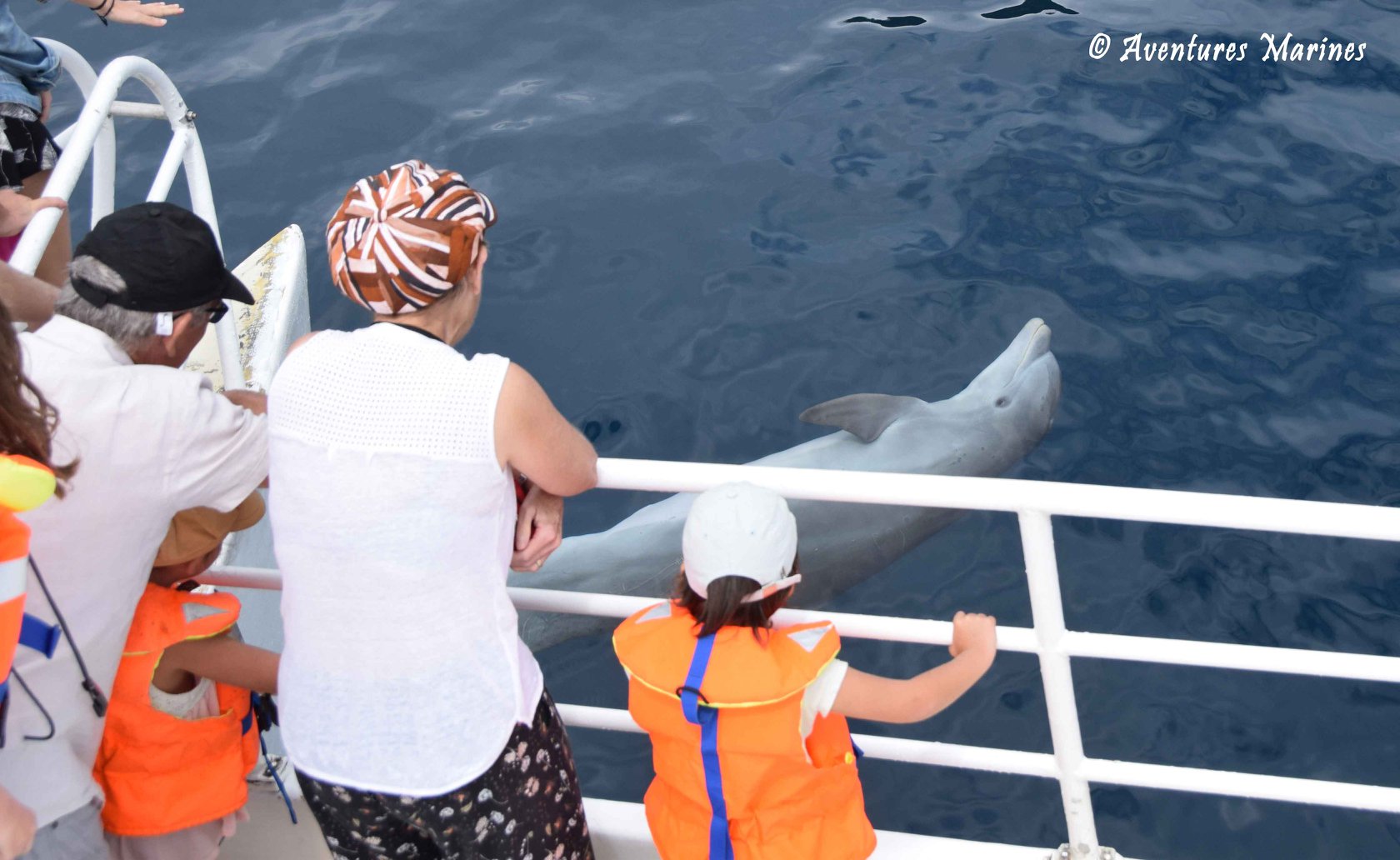 Aventures Marines Offer Dolphin, Sperm whale and Whale watching.