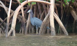 Activité RANDO PASSION offer La mangrove en mini cata image