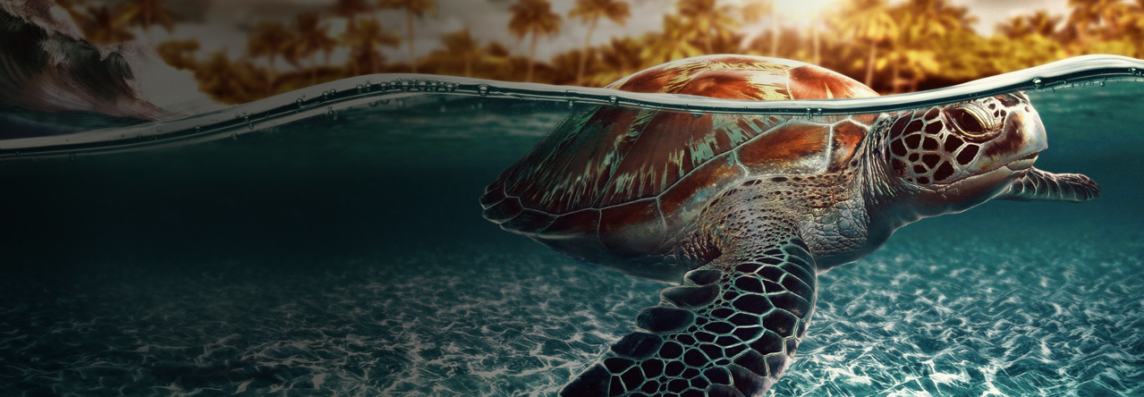 LA RAND'EAU scubadiving, snorkeling trip Offer La Rand'eau - The Turtles Safari
