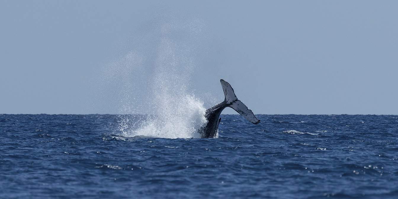 Activité AVENTURE CETACES offer Aventure Cétacés - To meet the cetaceans of the waters of Guadeloupe image