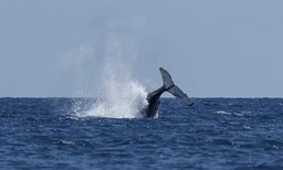 Activité AVENTURE CETACES offer Aventure Cétacés - To meet the cetaceans of the waters of Guadeloupe image