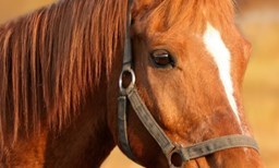 Activité COEUR DES ILES - EXCURSION offer Balade à cheval image
