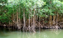 Activité ClarismaTour offer Visite de la Mangrove en journée croisière image