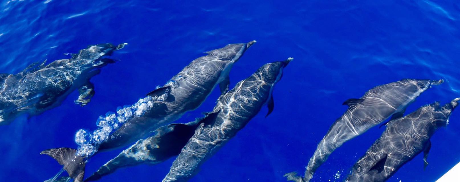 Activité Guadeloupe Evasion Découverte offer Observation of humpback whales, sperm whales and dolphins image