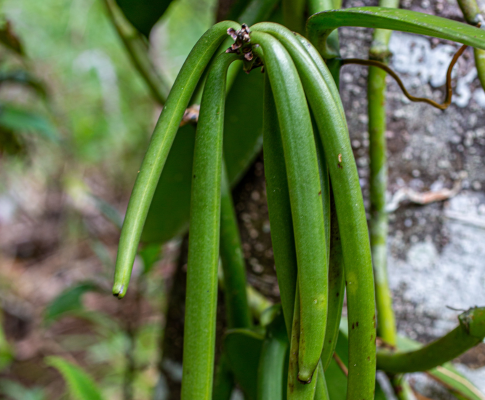 VANIGWA: organic vanilla from Cédric Coutellier - Guadeloupe National Park