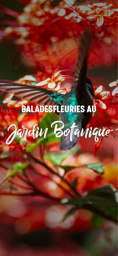 Circuits jardins botaniques de Guadeloupe