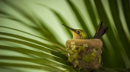 Colibri Falle vert Guadeloupe