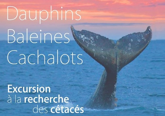 Ti-yot - Patou Excursions Offer Excursion in search of cetaceans
