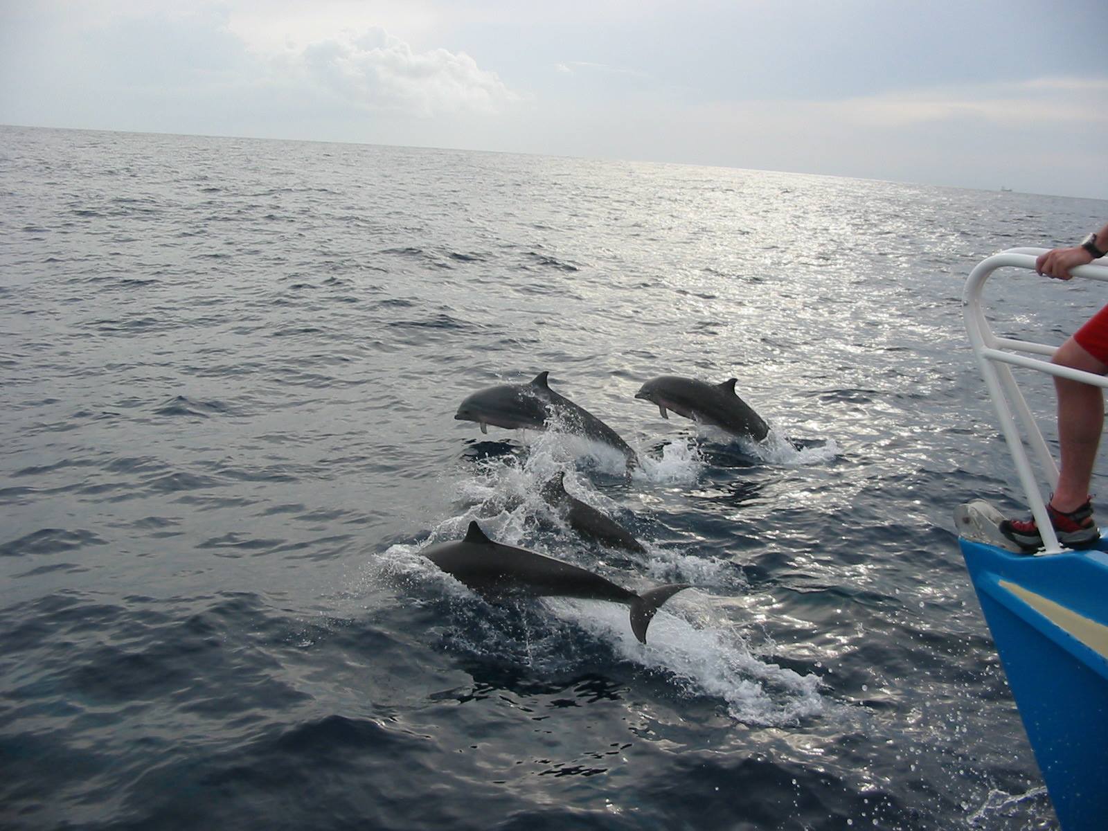 Activité LES HEURES SAINES offer Healthy Hours - Child and Adult Cetacean Cruise image