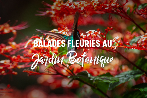 Jardins botaniques Guadeloupe